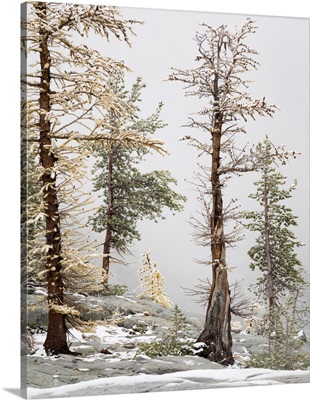 Washington State, Alpine Lakes Wilderness, Enchantment Lakes, Larch And Fir Trees