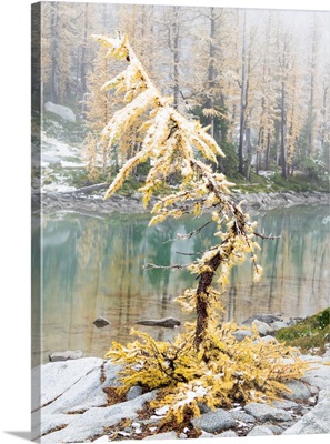 Washington State, Alpine Lakes Wilderness, Enchantment Lakes, Larch Trees And Snow
