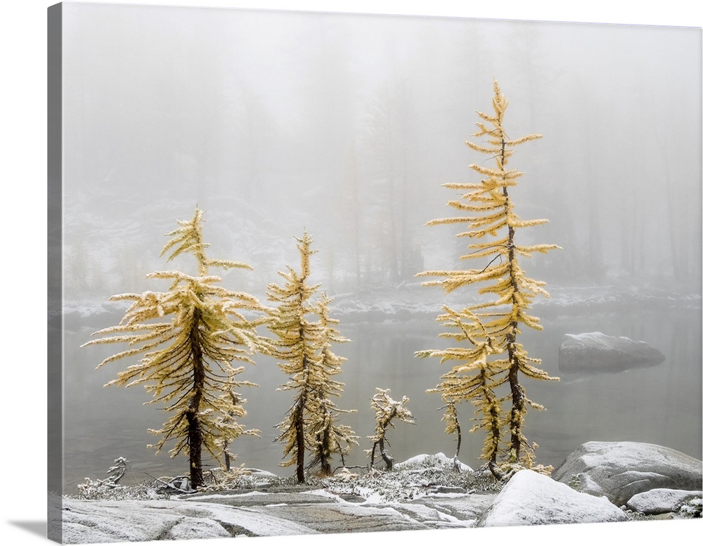 Washington State, Alpine Lakes Wilderness. Enchantment Lakes, larch trees and snow