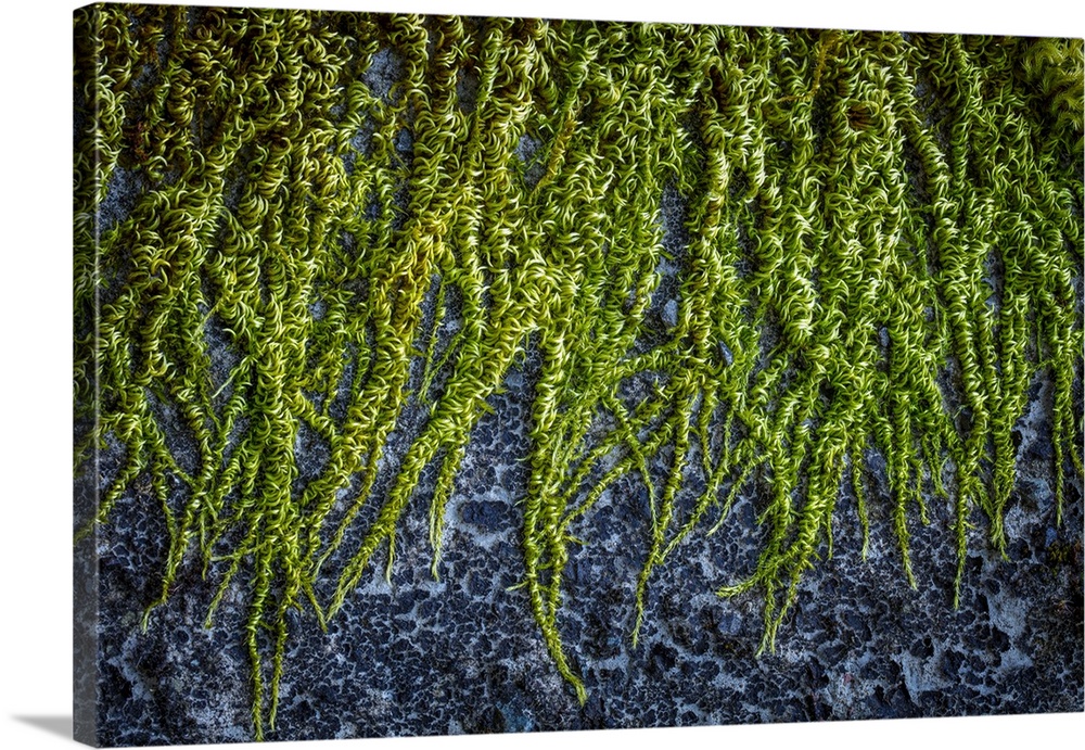 USA, Washington State, Beacon Rock State Park. Moss and lichens growing on concrete bridge. Credit: Don Paulson