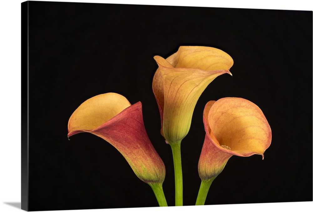 USA, Washington State, Bellingham. Calla lilies close-up. Credit: Dennis Kirkland