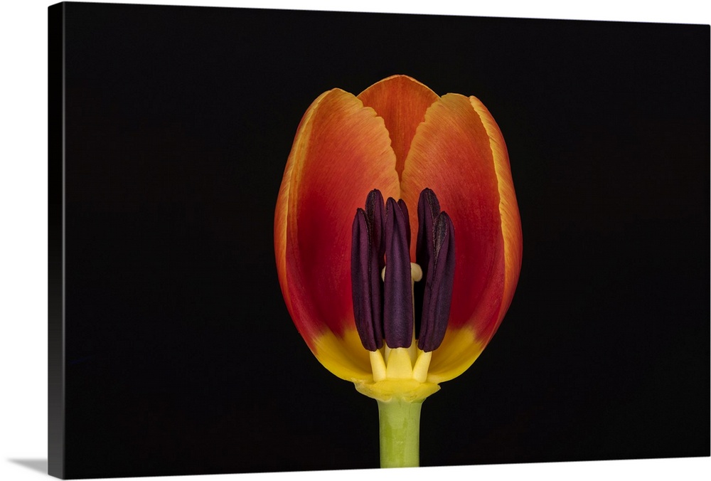USA, Washington State, Bellingham. Close-up inside of tulip. Credit: Dennis Kirkland