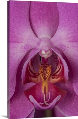 Washington State, Bellingham, Close-Up Of Phalaenopsis Orchid