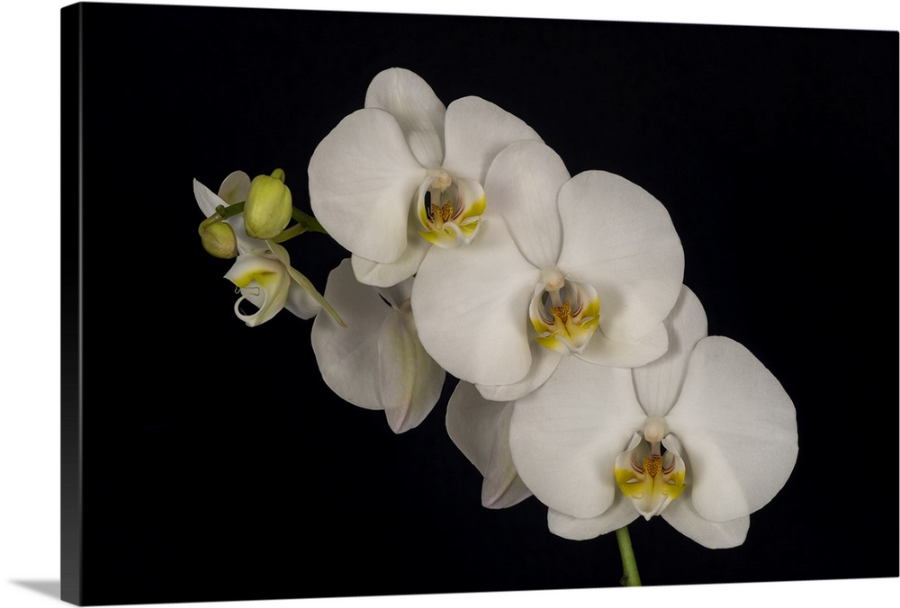 USA, Washington State, Bellingham. Close-up of phalaenopsis orchid. Credit: Dennis Kirkland