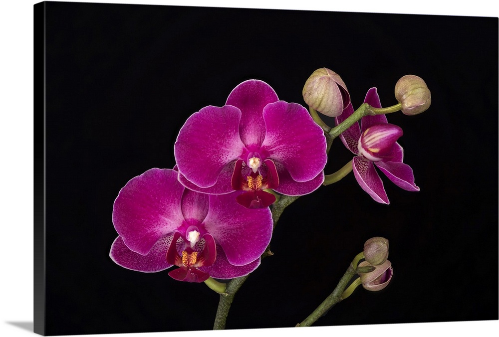 USA, Washington State, Bellingham. Close-up of phalaenopsis orchid. Credit: Dennis Kirkland
