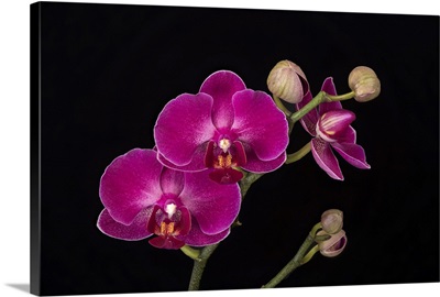 Washington State, Bellingham, Close-Up Of Phalaenopsis Orchid