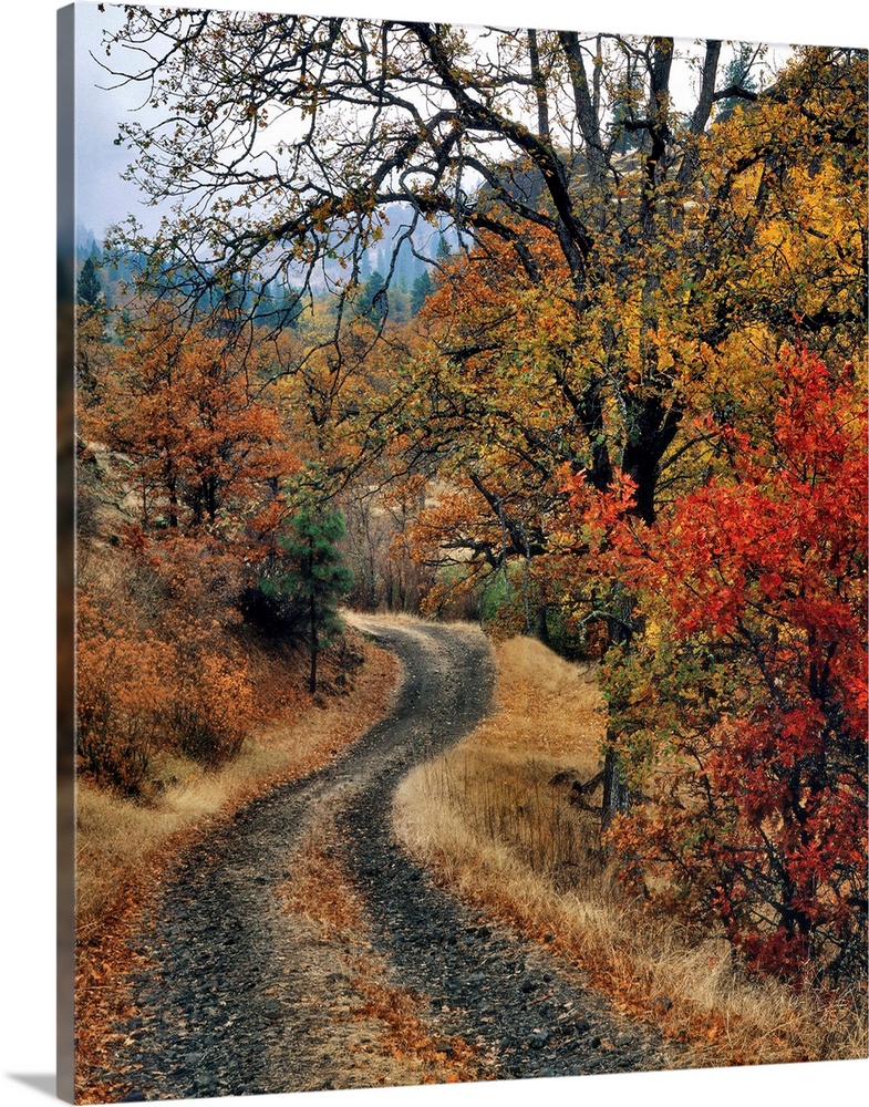 USA, Washington, Columbia River Gorge National Scenic Area. Road and autumn-colored oaks.
