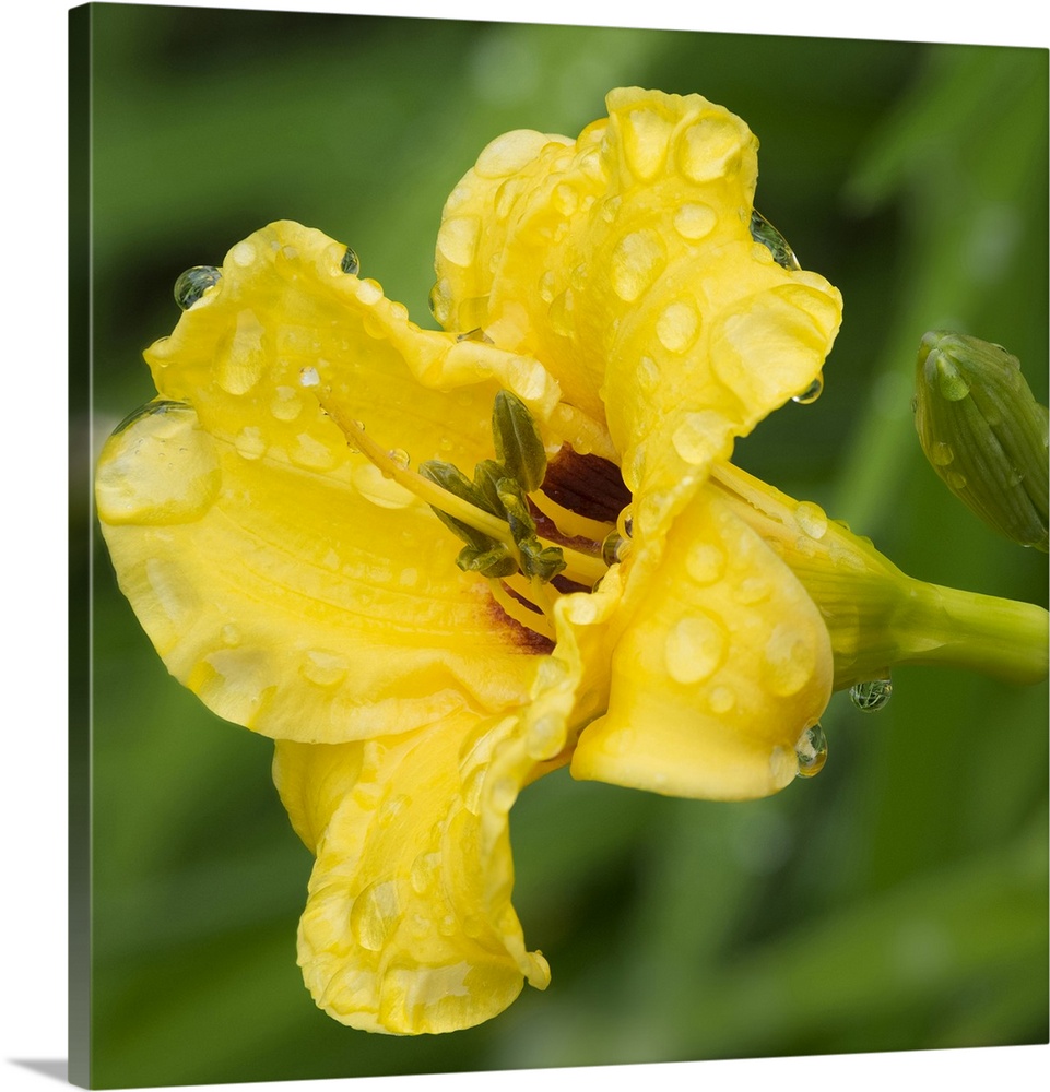 USA, Washington State. Daylily, Stella d'Oro