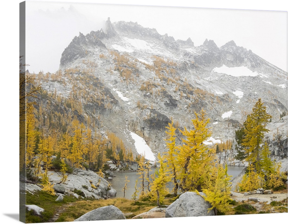 USA, Washington State. Alpine Lakes Wilderness, Enchantment Lakes, Golden Larch trees and McClellan Peak