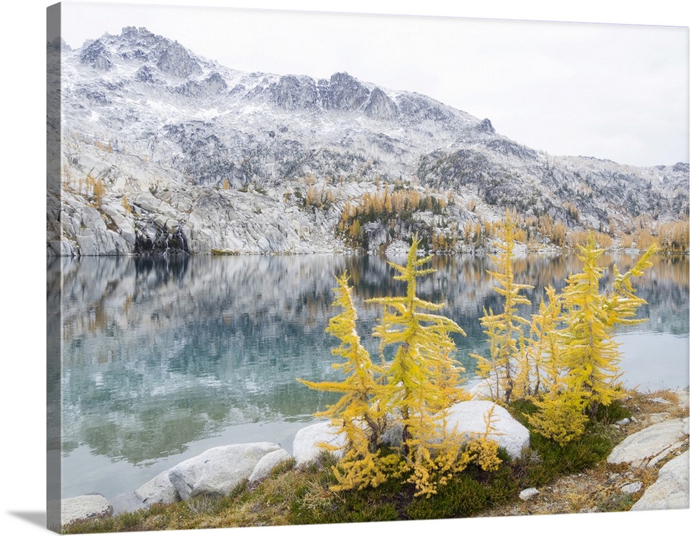 USA, Washington State. Alpine Lakes Wilderness, Enchantment Lakes, Golden Larch trees at Perfection Lake