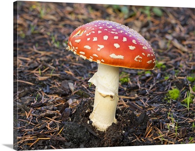 Washington State, Fly Agaric Mushroom