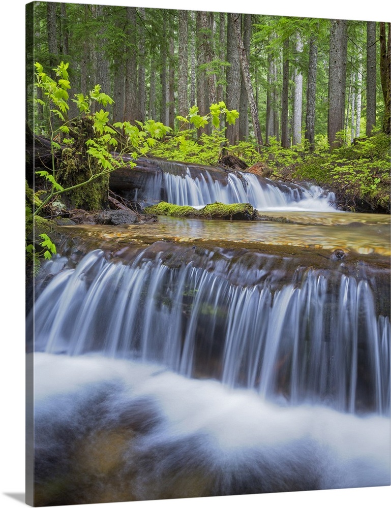 USA, Washington, Gifford Pinchot National Forest. Waterfall and forest scenic.