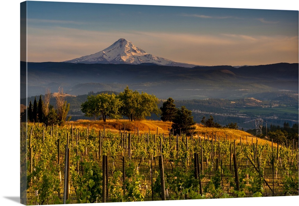 USA, Washington, Lyle. Mt. Hood from Memaloose Wines vineyard along the Columbia River Gorge.