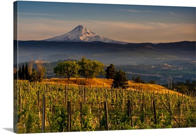 Washington State, Lyle. Mt. Hood from a vineyard along the Columbia River Gorge