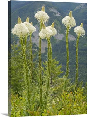 Washington State, Mount Baker Snoqualmie National Forest, Beargrass