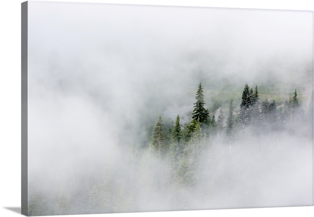 Washington State, Mount Rainier National Park. Fir trees in clouds