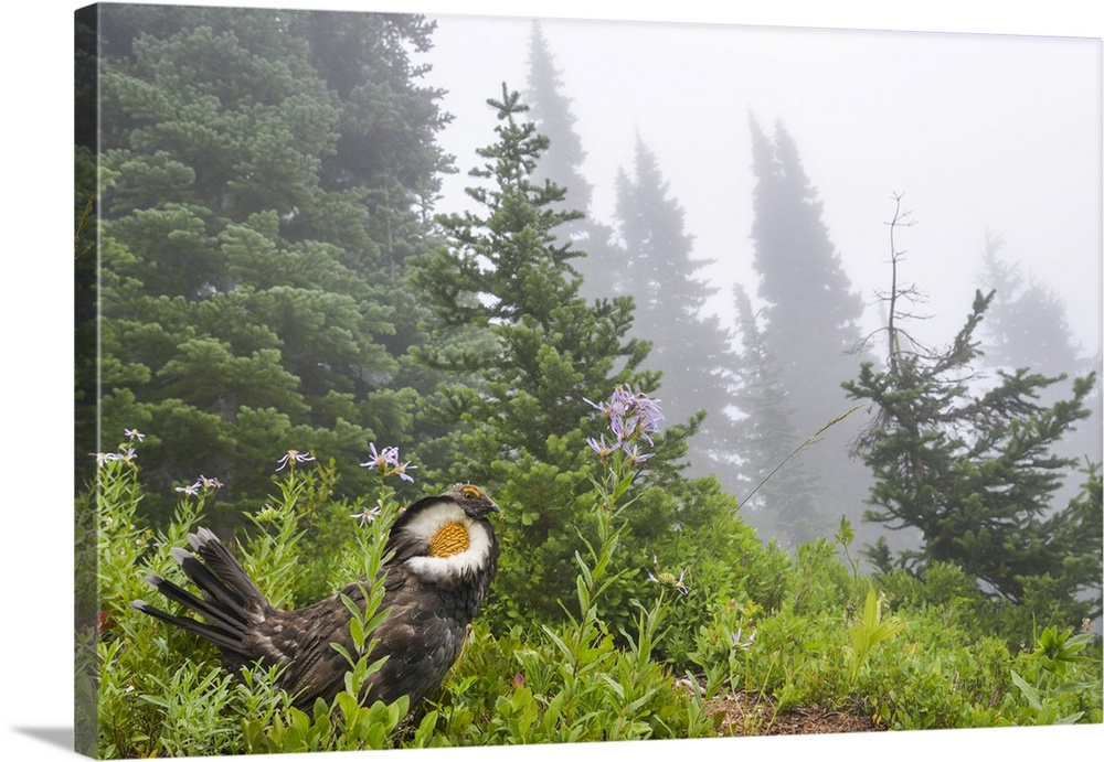 USA, Washington State, Mount Rainier National Park. Sooty grouse in subalpine forest.