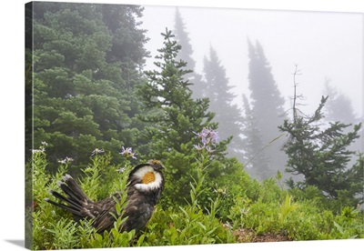 Washington State, Mount Rainier National Park, Sooty Grouse In Subalpine Forest