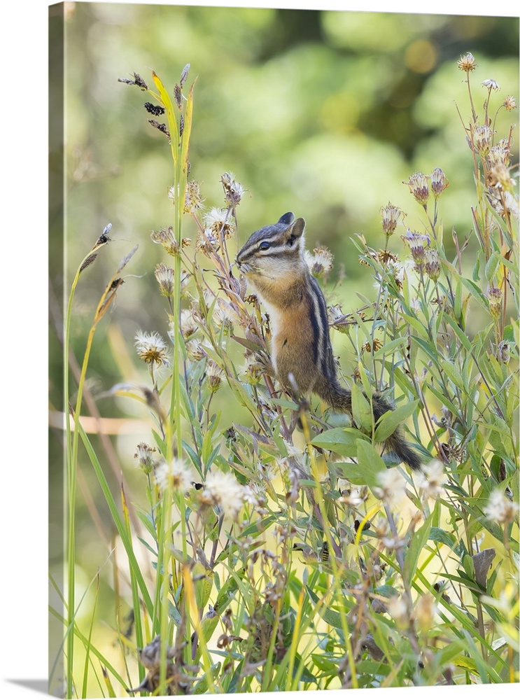 Washington State, Mount Rainier National Park. Townsend's chipmunk eating wildflower seed heads.