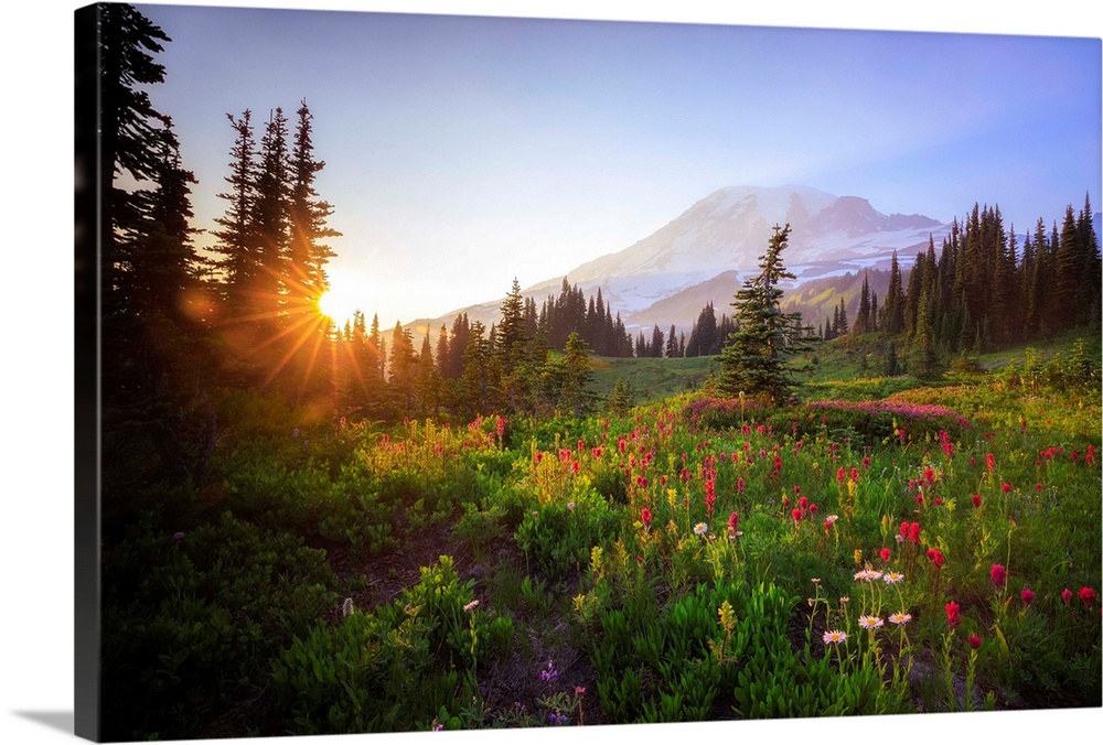 USA, Washington State, Mt Rainier National Park. Sunset on mountain wildflowers. Credit: Jim Nilsen