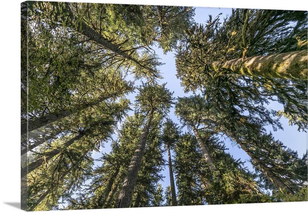 USA, Washington State, Olympic National Park. Looking up at conifer trees. Credit: Don Paulson