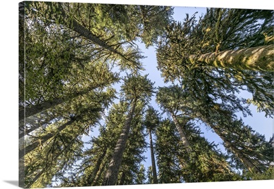Washington State, Olympic National Park, Looking Up At Conifer Trees
