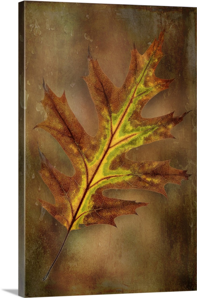 USA, Washington State, Olympic National Park. Oak leaf close-up. Credit: Don Paulson