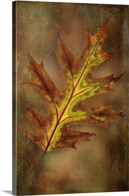 Washington State, Olympic National Park, Oak Leaf Close-Up