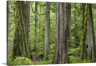 Washington State, Olympic National Park. Old growth forest on Barnes Creek Trail