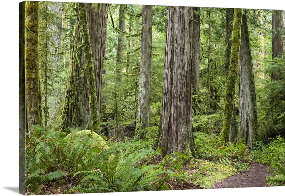 USA, Washington, Olympic National Park. Old growth forest on Barnes Creek Trail.