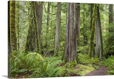 Washington State, Olympic National Park. Old growth forest on Barnes Creek Trail