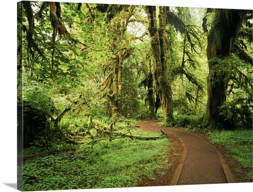 USA, Washington State, Olympic National Park, road through clubmoss, Hoh Rainforest.