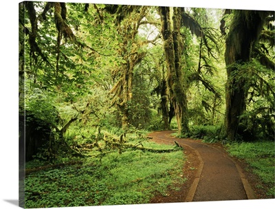 Washington State, Olympic National Park, road through clubmoss, Hoh Rainforest