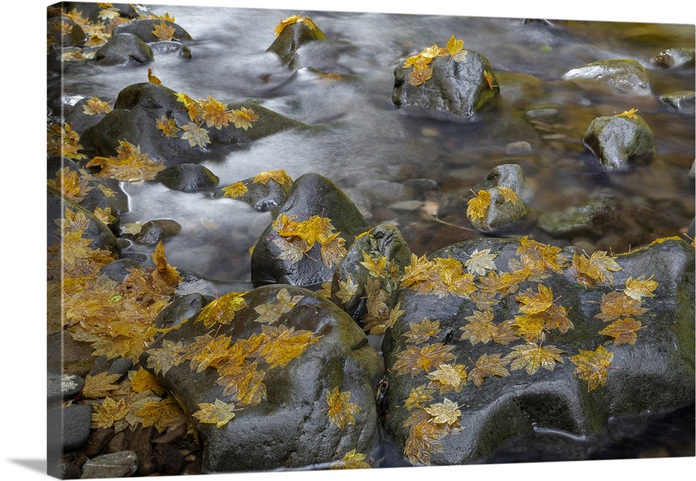 USA, Washington State, Olympic National Park. Vine maple leaves on Sol Duc River rocks. Credit: Don Paulson