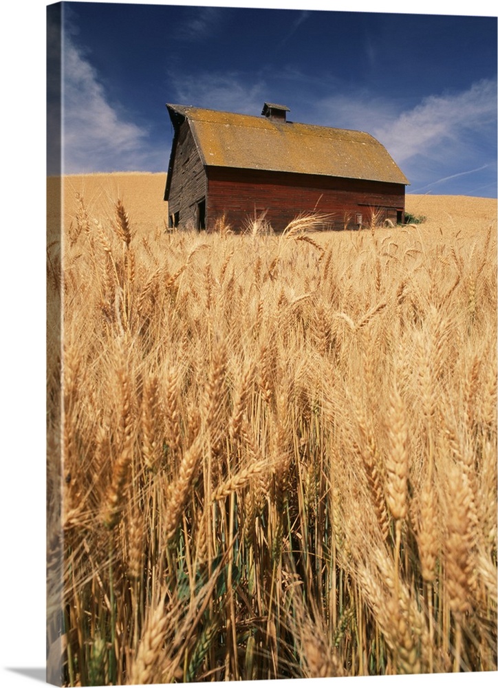 USA, Washington State, Palouse, View of barn surrounded with wheatfield.