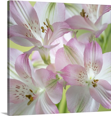 Washington State, Seabeck, Alstroemeria Blossoms Close-Up