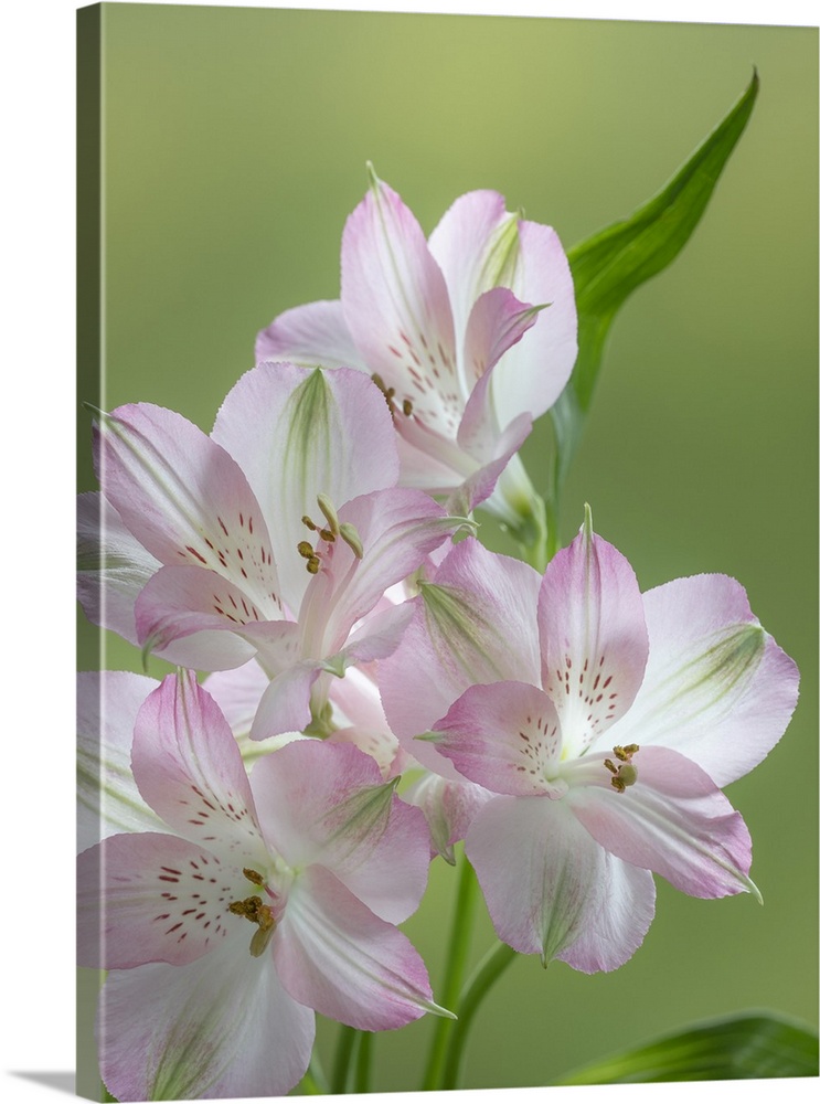 USA, Washington State, Seabeck. Alstroemeria blossoms close-up. Credit: Don Paulson