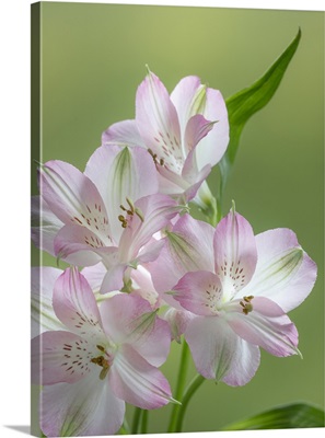 Washington State, Seabeck, Alstroemeria Blossoms Close-Up
