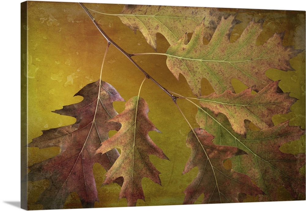 USA, Washington State, Seabeck. Autumn oak leaves close-up. Credit: Don Paulson