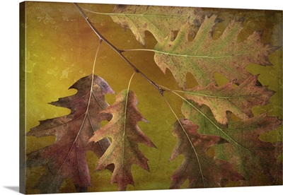 Washington State, Seabeck, Autumn Oak Leaves Close-Up