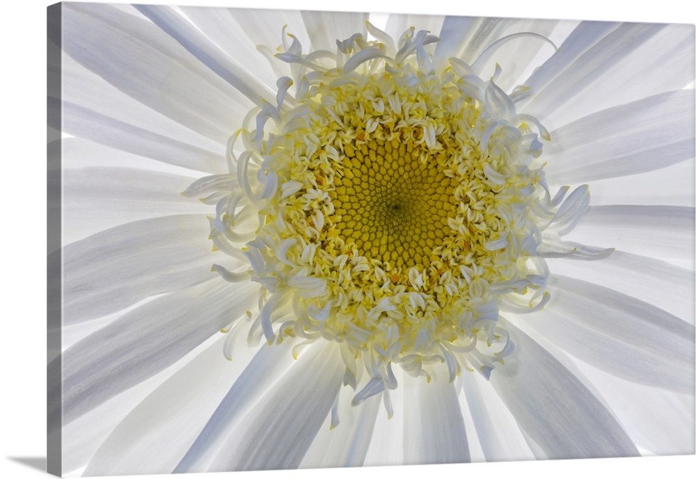 USA, Washington State, Seabeck. Backlit close-up of shasta daisy. Credit: Don Paulson