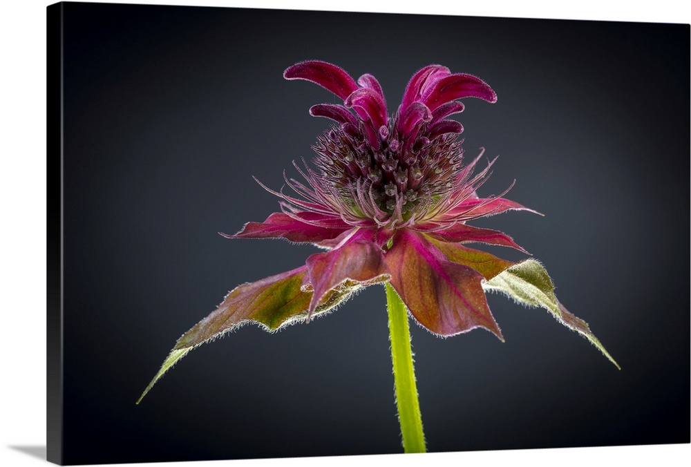 USA, Washington State, Seabeck. Bee balm flower close-up. Credit: Don Paulson