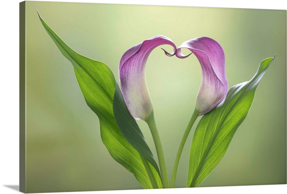 USA, Washington State, Seabeck. Calla lily valentine shape. Credit: Don Paulson