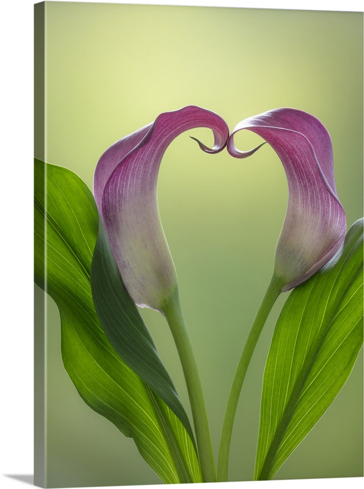 USA, Washington State, Seabeck. Calla lily valentine shape. Credit: Don Paulson