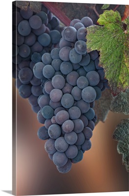 Washington State, Seabeck, Close-Up Of Grapes On Vine