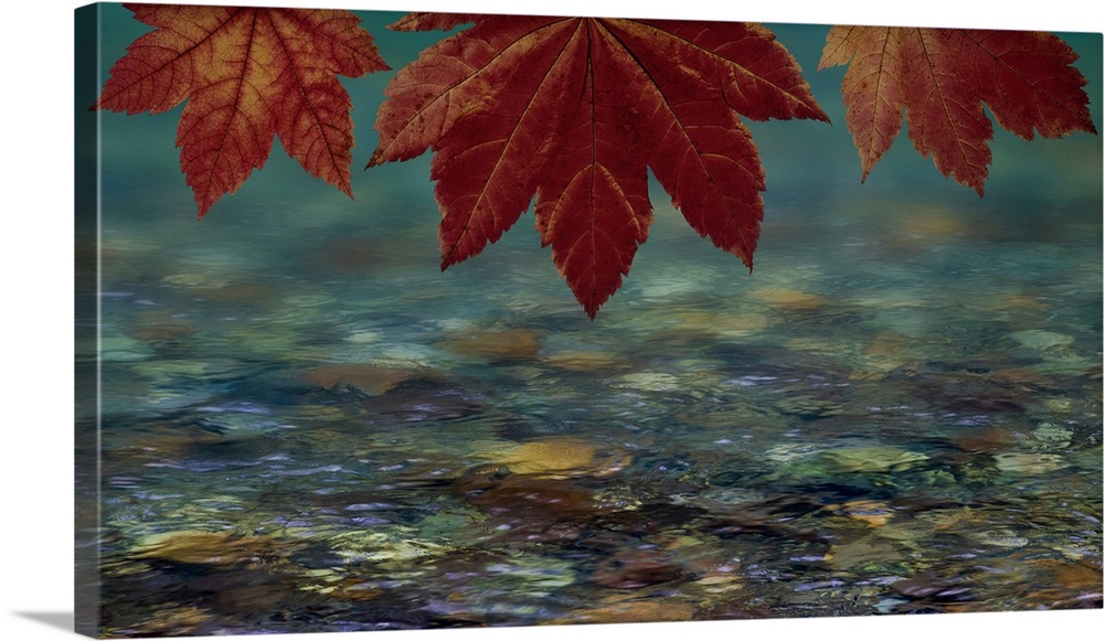 USA, Washington State, Seabeck. Composite of vine maple over river. Credit: Don Paulson