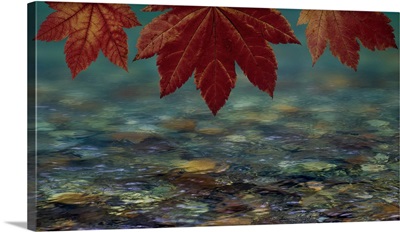 Washington State, Seabeck, Composite Of Vine Maple Over River