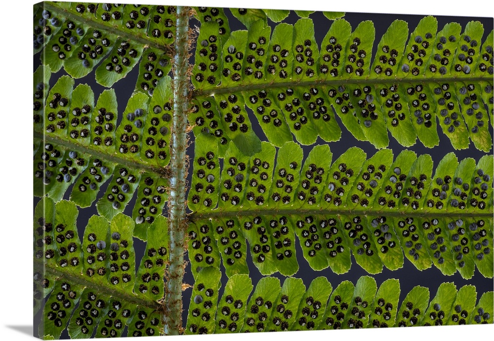 USA, Washington State, Seabeck. Detail of spores on underside of fern leaf. Credit: Don Paulson
