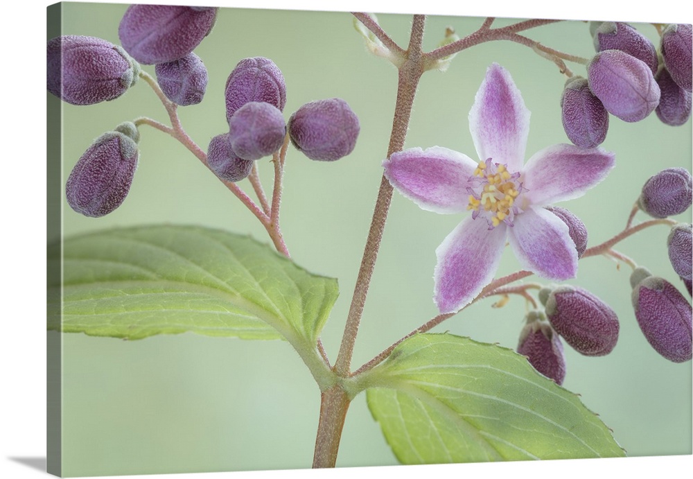 USA, Washington State, Seabeck. Deutzia blossom and buds. Credit: Don Paulson