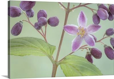 Washington State, Seabeck, Deutzia Blossom And Buds